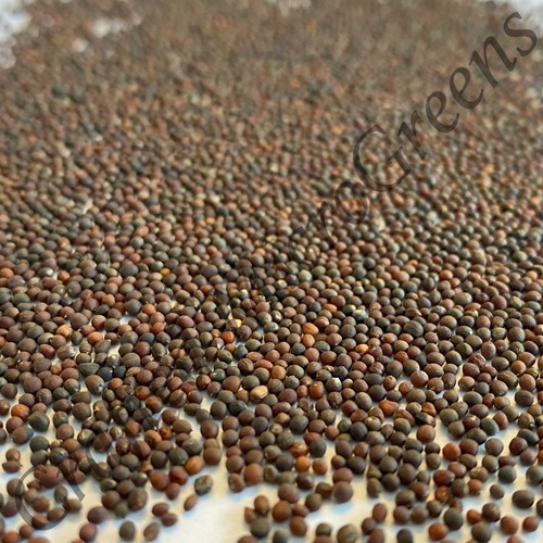 Más de 1000 semillas de col rizada siberiana que brotan MICROGREENS/Plantas completamente cultivadas - Imagen 9 de 11