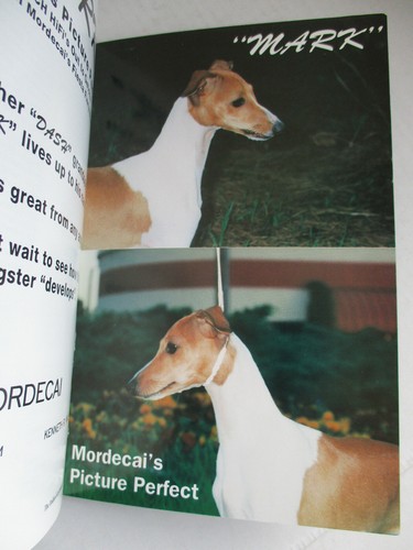 Italian Greyhound Magazine April/May 1998 Champion Photos & Articles - Bild 12 von 12