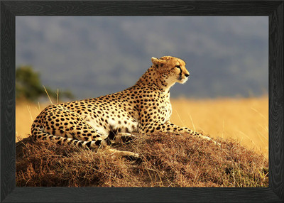 Gepard gerahmtes Wandbild Poster Leinwanddruck Bild