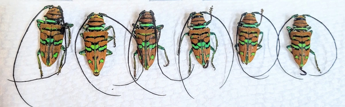 Cerambycidae Beetle for sale | eBay