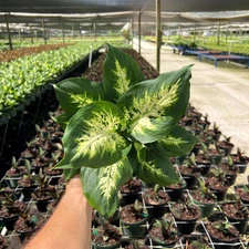 Dieffenbachia Compacta | Dumb Cane Plant | Live Indoor & Outdoor Plant in 6" Pot