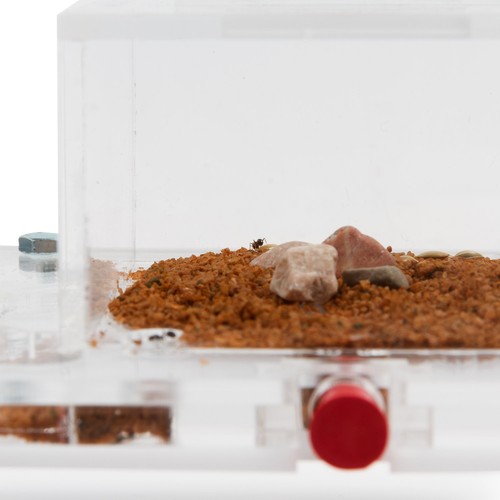 Ant Farm (ferme à fourmis) kit champignons (fourmis gratuites avec reine) (Formicarium) - Photo 4/12