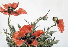 10004.Decor Poster.Room home art wall.Charles Demuth painting.Red Poppies flower