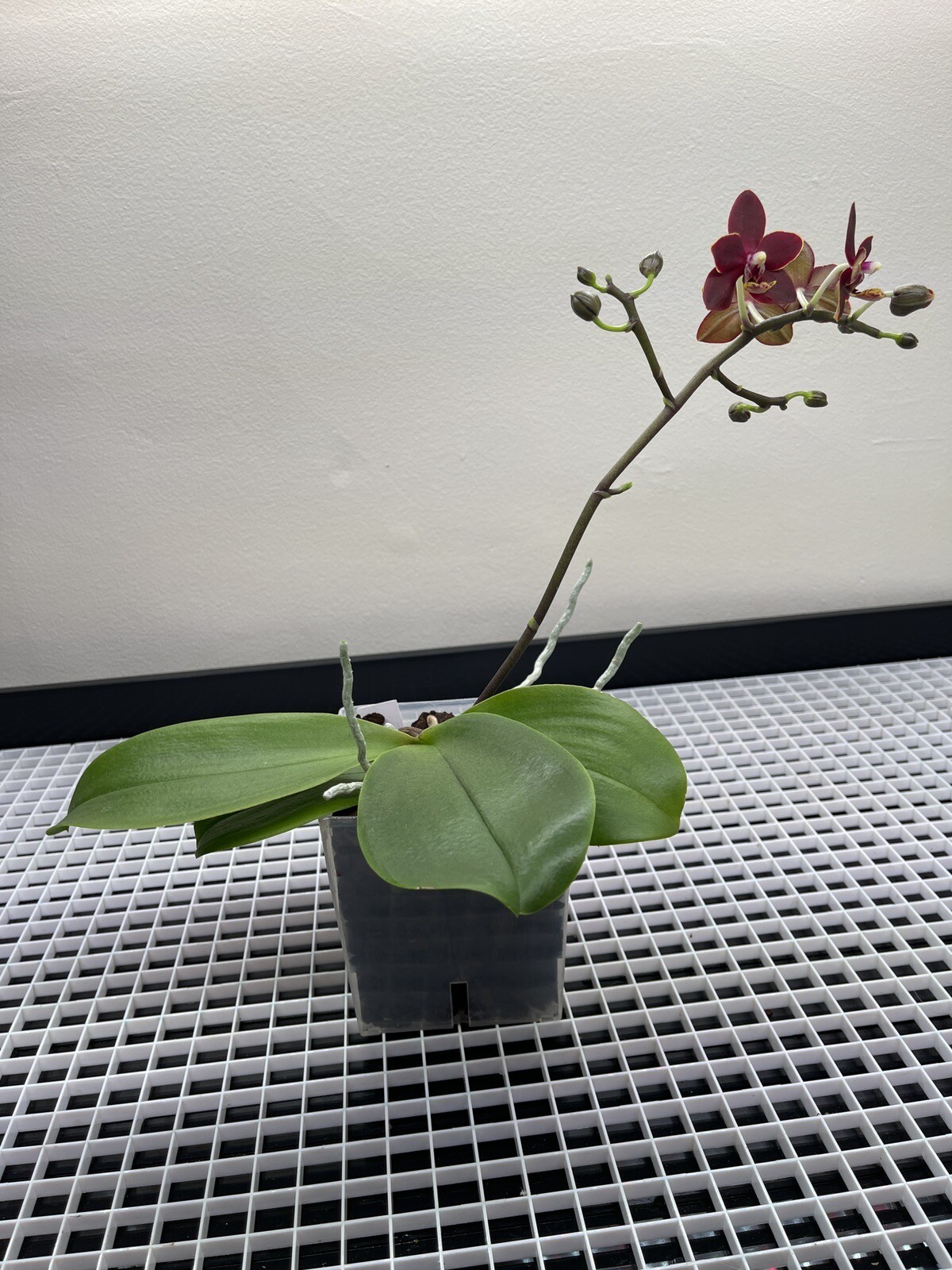 Phalaenopsis Chiada Stacy ‘607’ Fragrant Orchid In Branching Spike And Flower - Picture 6 of 8