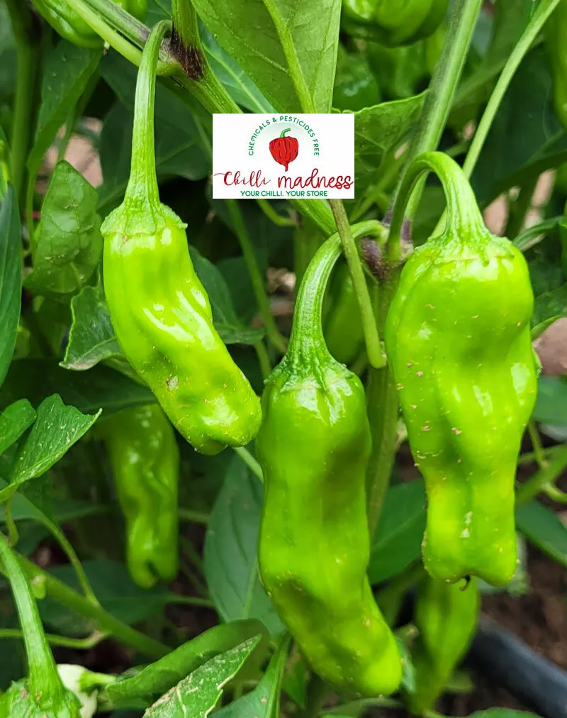 Japanese peppers deals