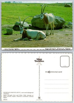 Kings Dominion Richmond VA Scimitar Horned Oryx Antelope Safari Postcard