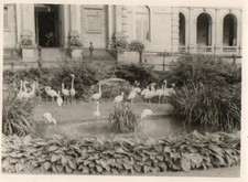 PHOTO, FRANKFURT MAIN, ZOO, HOUSE, FLAMINGOS,...