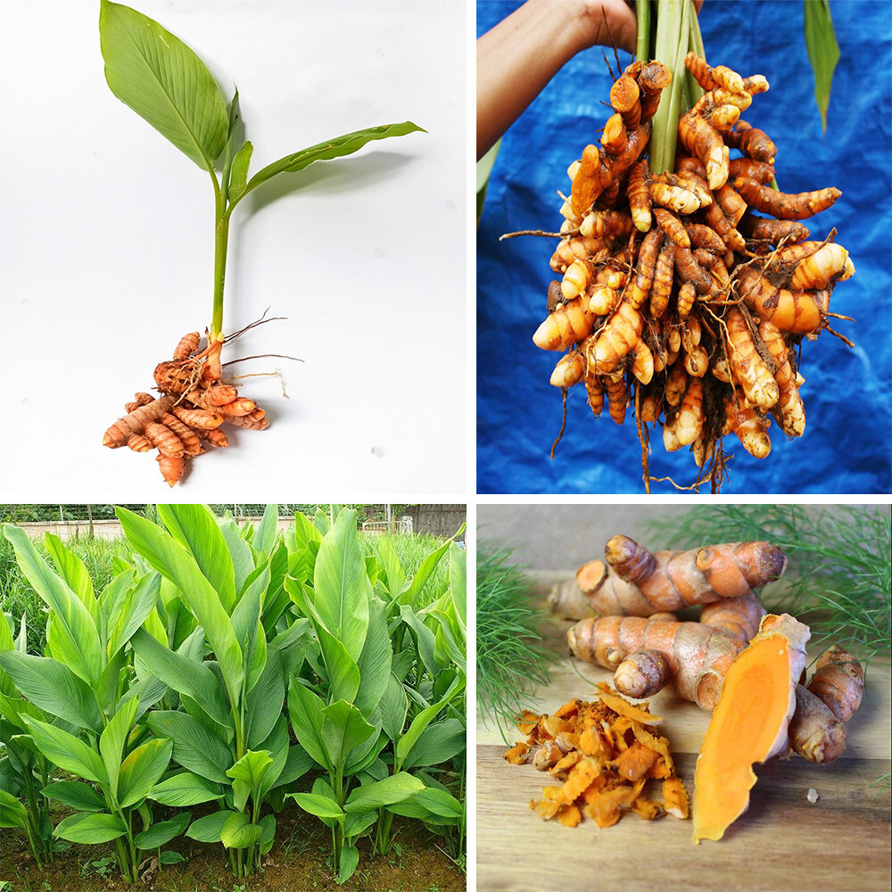 6 Pcs Sprouted turmeric live rhizomes curcuma Longa Roots Ready To