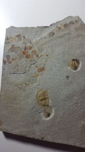 British Ordovician TRINUCLEID TRILOBITE Lloydolithus lloydi Shropshire FOSSIL - Picture 8 of 10