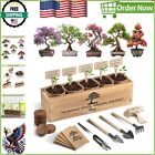 Indoor Bonsai Tree Kit for Beginners - 5 Mini Trees & High Germination Seeds