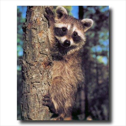 Raccoon On Tree Kids Country Wall Picture Art Print - Picture 1 of 1