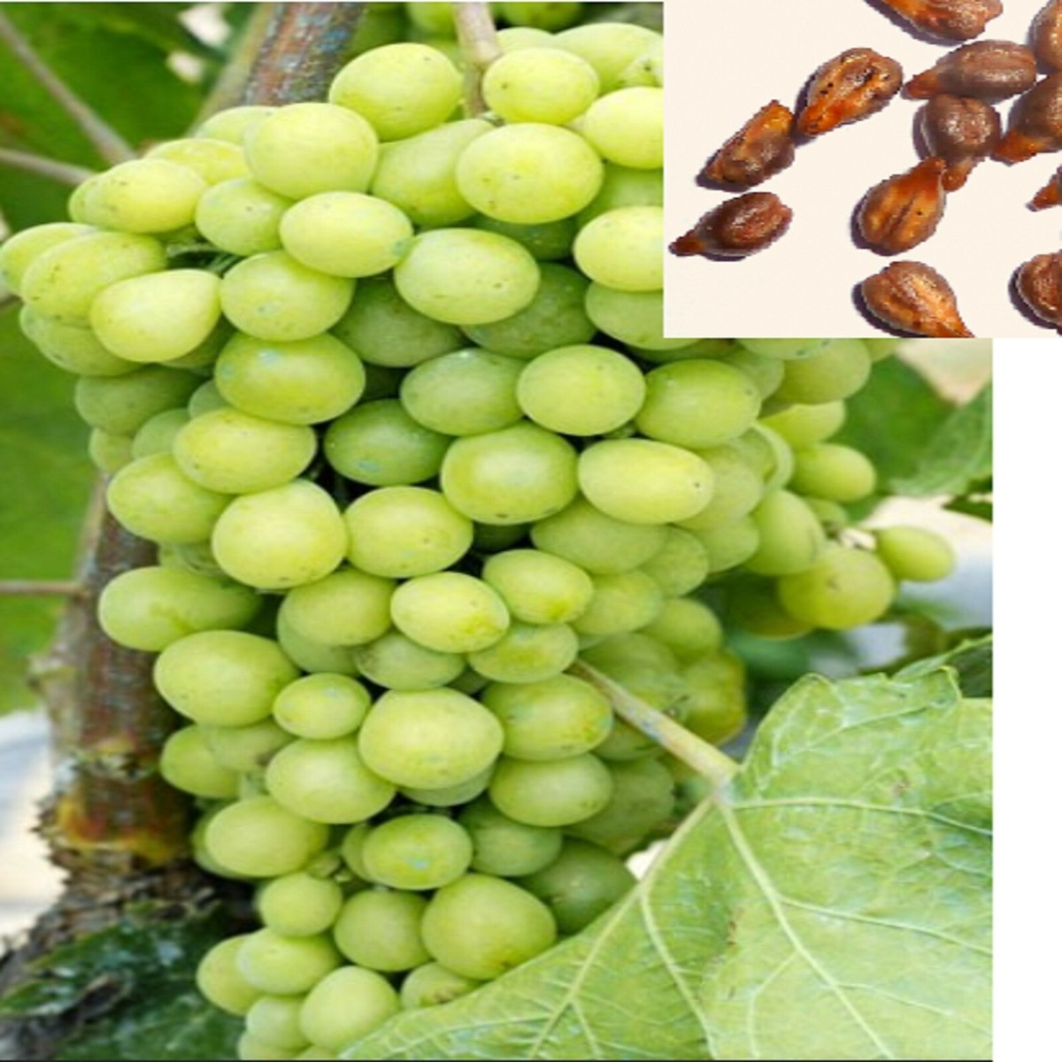 Grape SEED 1〜5 50 Mixed Grape Seeds Vitis Vinifera Fruit Seed S019 | eBay