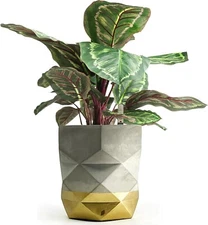 KATOA Premium Indoor Planter, with Drainage Hole, 8 inch, Raw Concrete / Gold