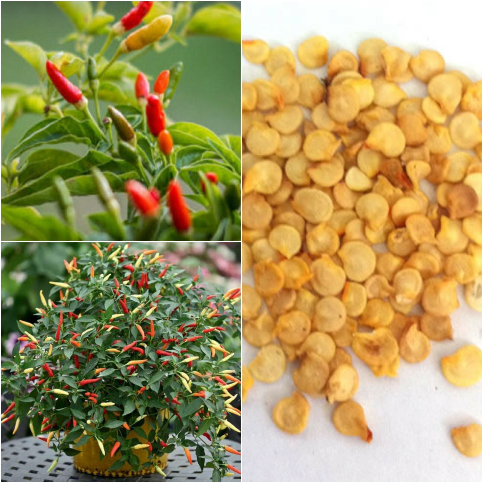 Ceylon Birds Eye Chili Pepper Seeds Green Red Fresh Garden Hot Live