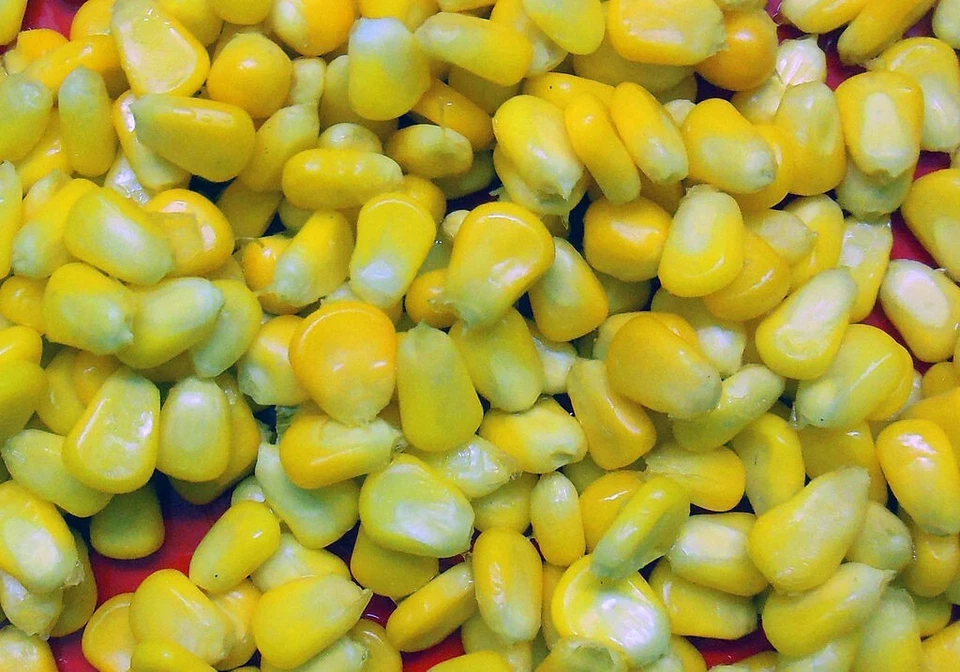 Organic Sweet Corn Seeds Heirloom NON-GMO FRESH stock Nebraska Sweet Corn USA - Image 3 of 4