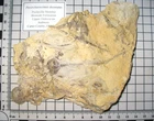 Ordovician Bromide Pararchaeocrinus decoratus crinoid fossil on matrix #PL5