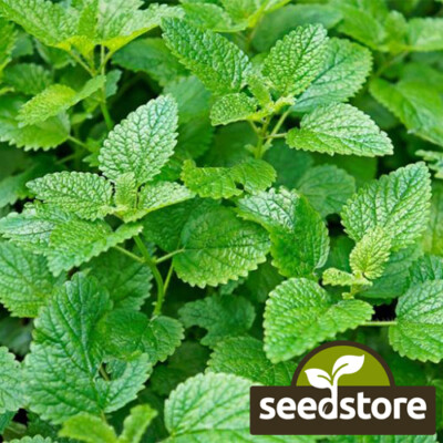 #ad #ad Lemon Mint Seeds Lemon Bee Balm Heirloom Non GMO Free Shipping 1131 $119.39