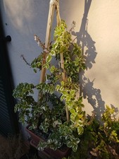 5 Talee Di Pianta Di Incenso, Plechtranthus, Antizanzare, Profuma Ambiente.