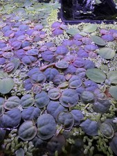 Red Root Floater Phyllanthus Fluitans 2 Oz Portion Live Aquarium Plants