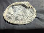 Large Natural Clam Shell Coastal Decor Beach Nautical Display Bowl Seashell — photo 2