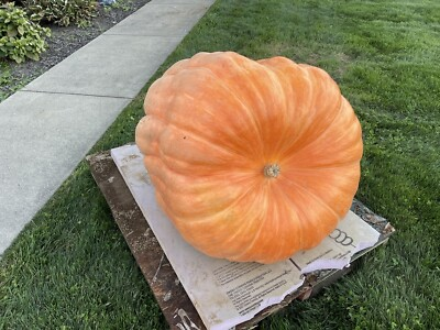 #ad #ad Atlantic Giant Pumpkin Seeds 418 McMillin’23 1819 Marshall X 2554 Andrusz $25 $25.00