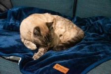 Puppy Blanket, Super Soft Sherpa Dog Blankets and Throws Cat Fleece. Blue