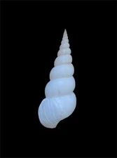 Sea shell  Amaea foulisi 52mm