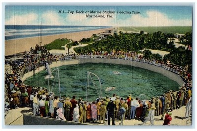 c1940 Top Deck marine Studios Feeding Time Dolphin Marineland Florida Postcard