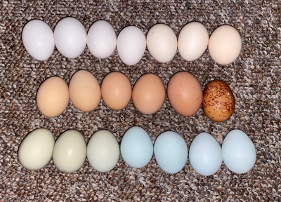 18 FERTILIZED CHICKEN EGGS  for  hatching!!!  RARE ERMINE  BARNYARD MIX !!!! 