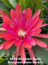 Rooted Epiphyllum Orchid Cactus “Romantic Night”Growing In 4” Starter Pot.