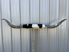 MOUNTED STEER HORNS  6 Feet wide LONGHORN POLISHED MOUNT BULL COW