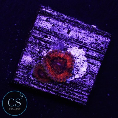 CS Burning Embers Zoa - WYSIWYG Live Coral