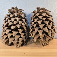 Lot of 2 Giant Coulter Pine Cones 8