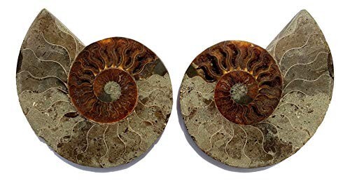 Coppia fossili di ammonite originali (AM16) - divisi e lucidati - di Dinosaurs Rock - Foto 1 di 7
