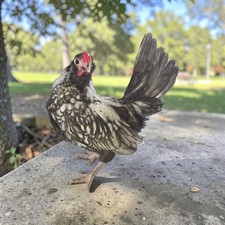 6  AK BEAUTIES Hatching eggs. Very very Rare .