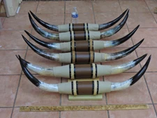 MOUNTED STEER BULL HORNS 3'0"- 3'5" TIP TO TIP (1 SET) COW BULL HORNS LONGHORNS