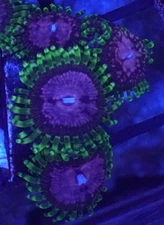[WYSIWYG] WWC Purple Monster Zoa Frag #1 Easy Zoa Softy Live Coral Zoanthids