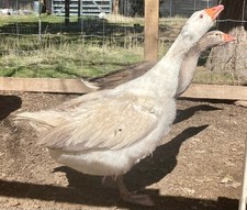 5 Pilgrim Goose Hatching Eggs Purebred Geese Calm