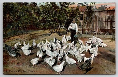 A Florida Chicken Farm Boy Feeding Chickens Hugh C Leighton Co Postcard