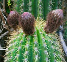 Echinopsis cochabambensis SEEDS - Cochabamba hedgehog cactus | Cochabamba echino
