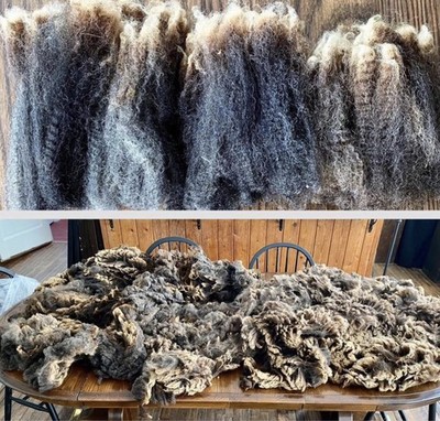 8 lbs Black Romney Raw Wool Fleece, Full Year s Growth