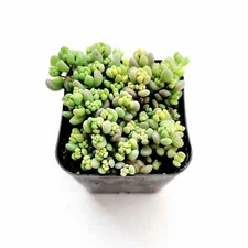 Sedum dasyphyllum 'Corsican Stonecrop' Succulent Plant