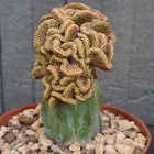 Foto 16 di 24
