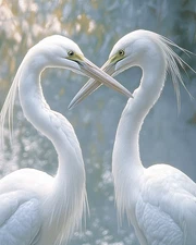 8x10 Wildlife Art Print - 502291796