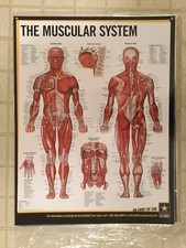 LAMINATED MUSCULAR SYSTEM POSTER ANATOMICAL CHART NEW IN BOX ARMY 26" x 20"