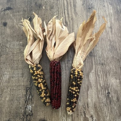 Decorative Dried Indian Corn Bundle 3 Ears Husks Fall Harvest Thanksgiving