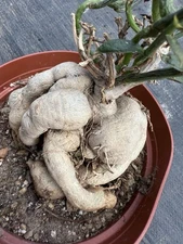Monadenium Montanum rubellum, exotic caduciform tuber caudex