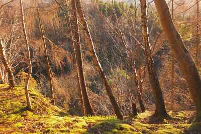 Foto 6x4 Rand des Venlaw Steinbruchs, Peebles Ein Blick durch das Maschendrahtzaun c2019