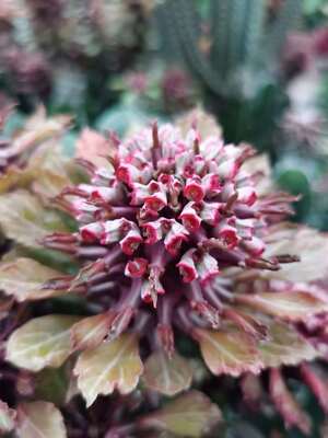 Dragon's Wood Succulent Cactus Plant nyambense Variegata Euphorbia 8-10CM