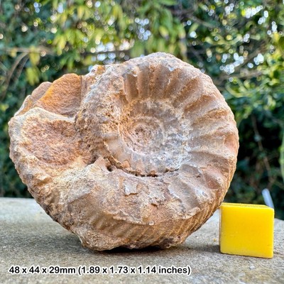 RAR Teloceras labrum Fossil Ammonit - Romani Subzone, Middle Bajocian